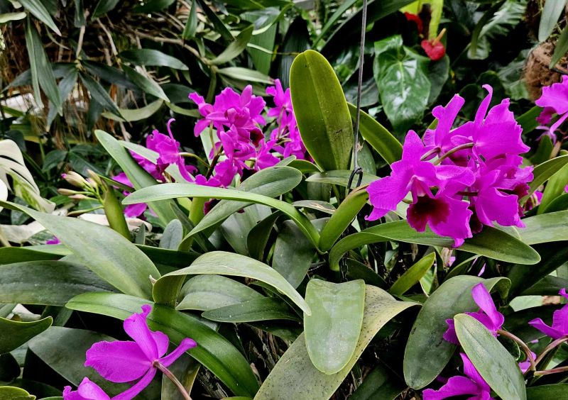Cattleye po Potockich - fioletowe kwiaty kwitnące w Storczykarni