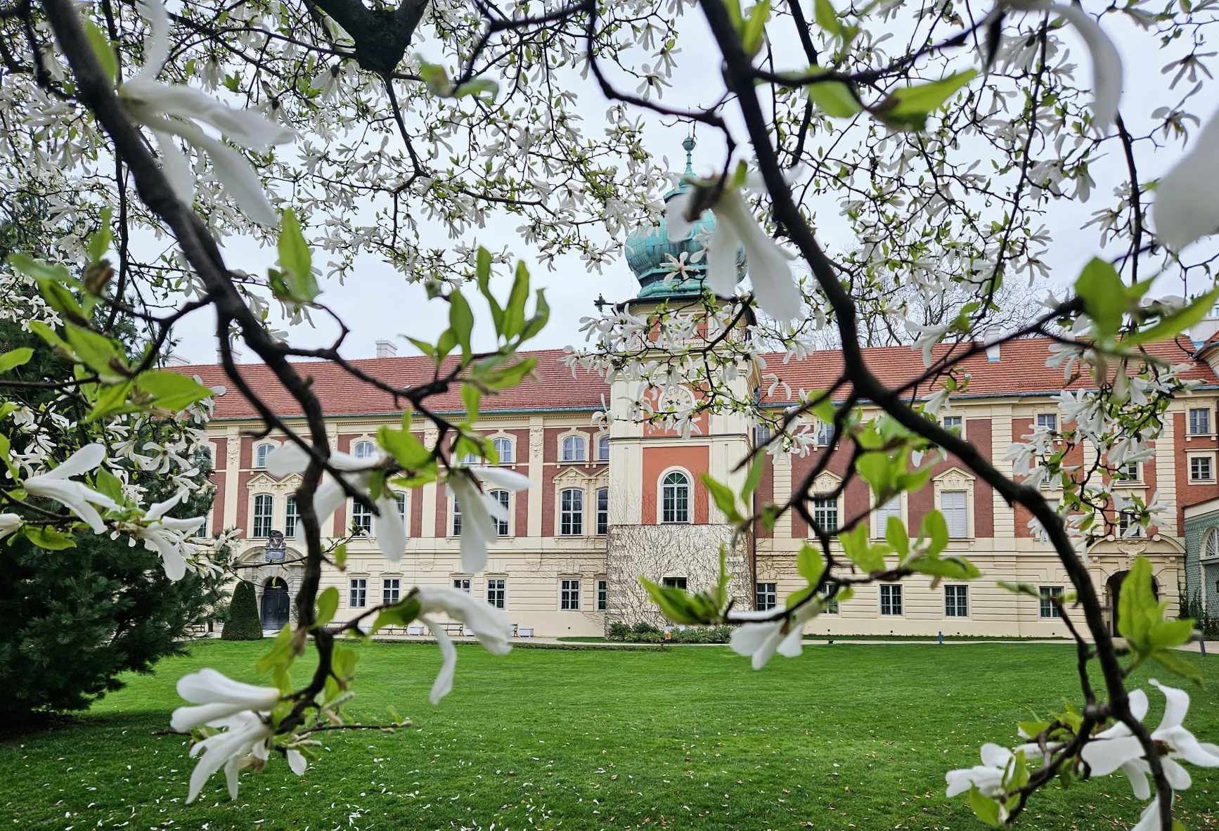 Na pierwszym planie kwitnąca biała magnolia, w tle widok na zamek od strony zachodniej