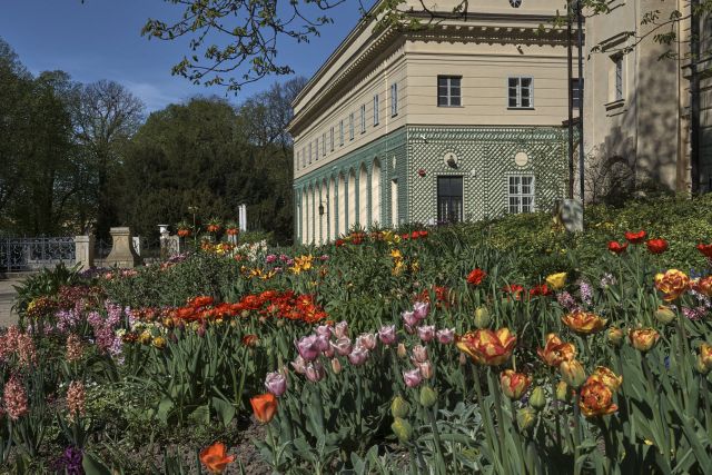 Ujęcie z byliniaka, na pierwszym planie kolorowe, kwitnące tulipany. W tle d. Oranżeria